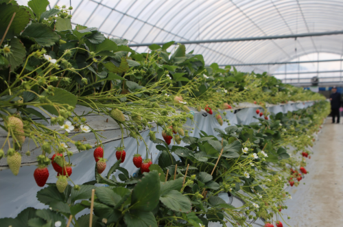 idoo hydroponics growing system